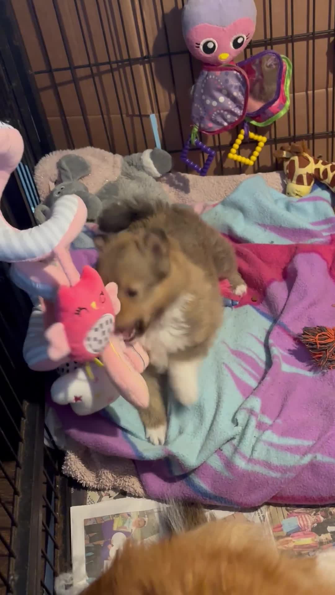 Shetland Sheepdog dogs for sale: Pretty Shetland sheepdog girl puppy  - Video 1