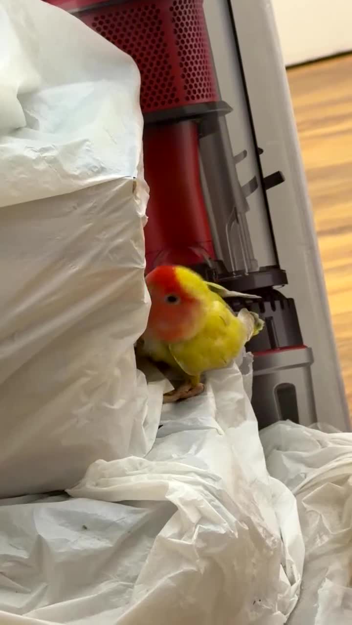 Lovebirds birds for sale: Bonded Pair of Lovebirds Looking for Loving Home - Video 4