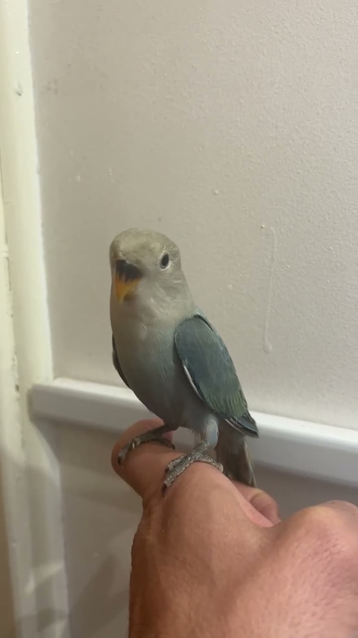 Lovebirds birds for sale: Cute little lovebirds babies  - Video 1