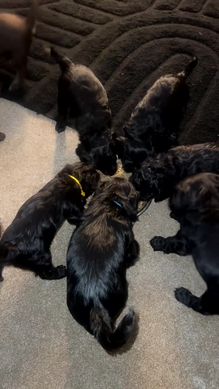 Cockapoo dogs for sale: Cockapoo Puppies Looking For Their Forever Homes💕 - Video 1