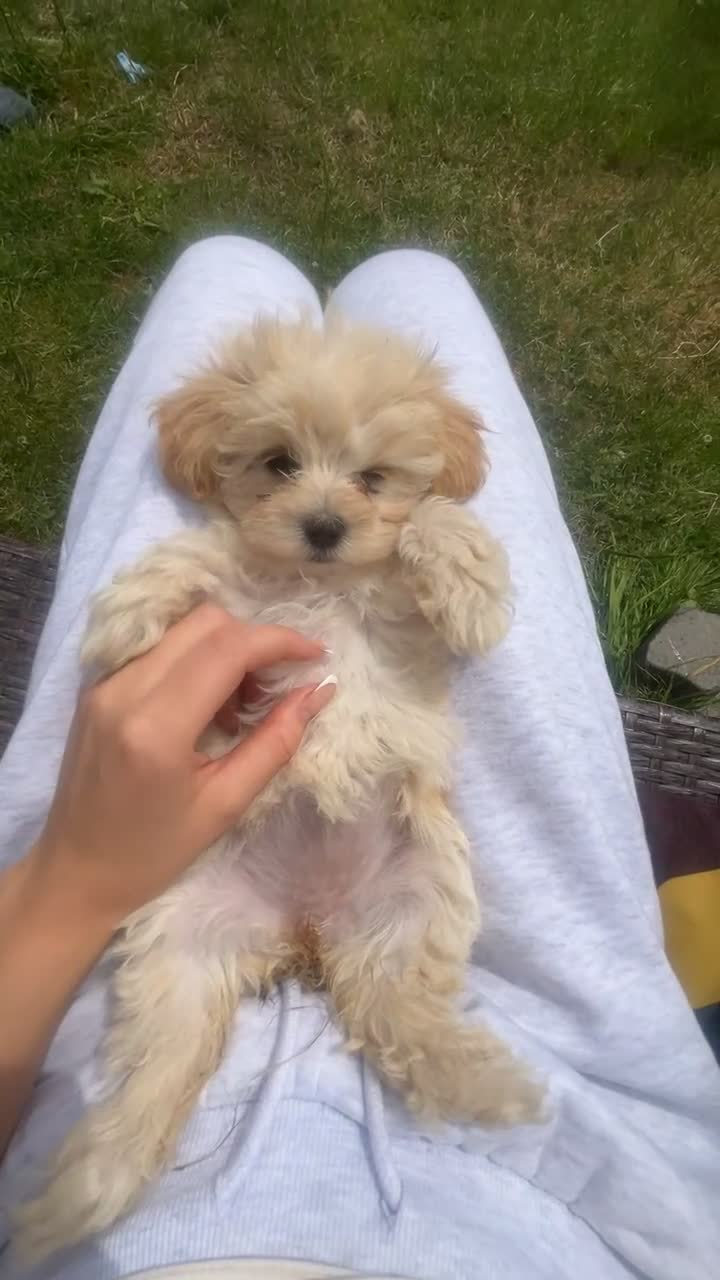 Maltipoo dogs for sale: 🌟 **Adorable Maltipoo Puppies!** 🌟  - Video 1