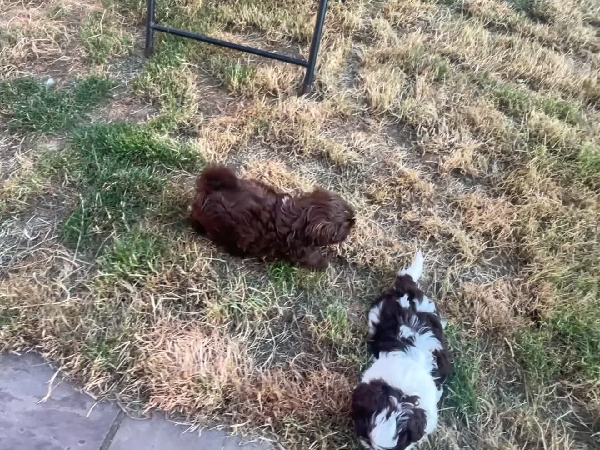 Shih Tzu dogs for sale: Beautiful Friendly imperial shih tzu boy - Video 2