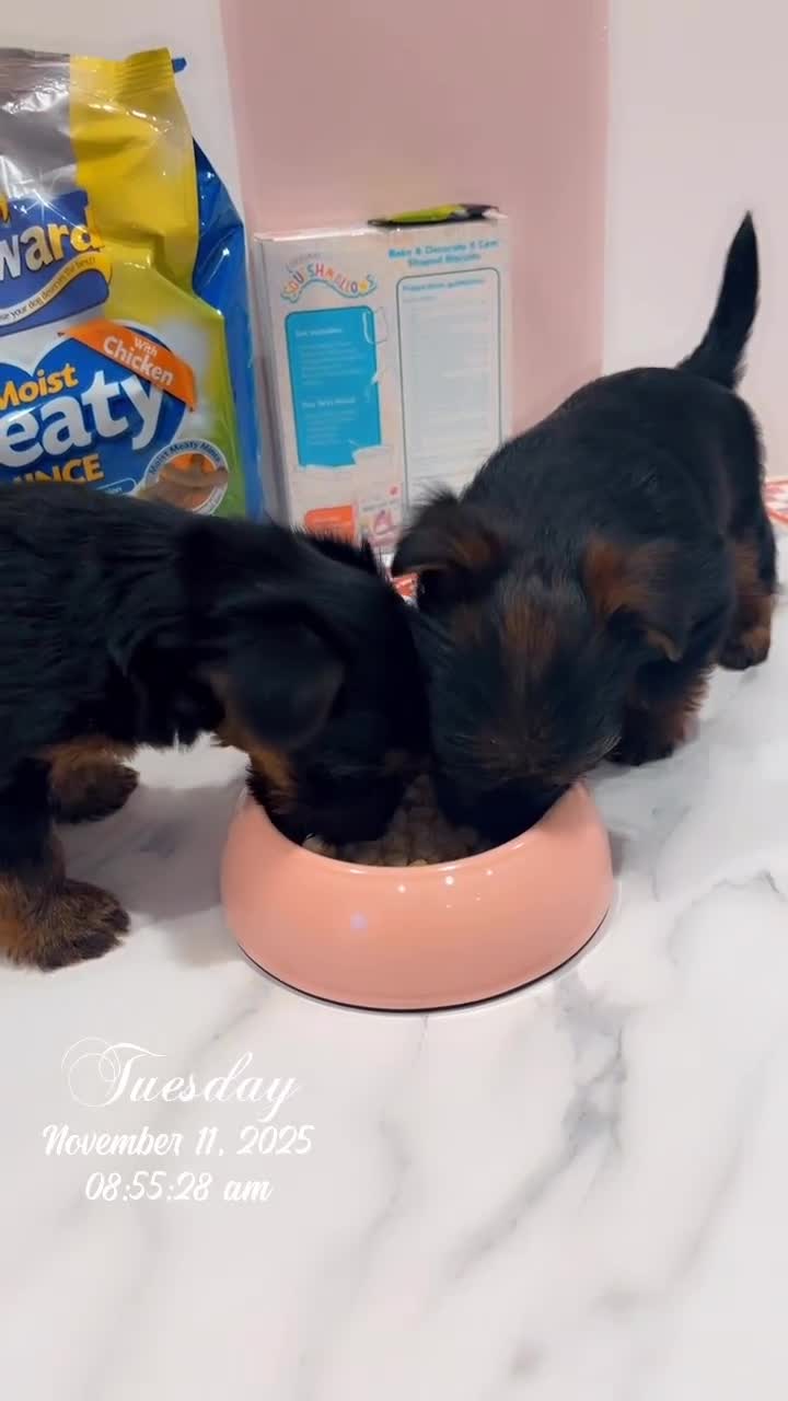 Yorkshire Terrier dogs for sale: Yorkshire terrier  **   - Video 2