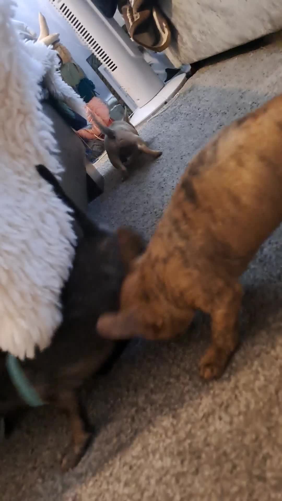Mixed Breed dogs for sale: Frenchie x chihuahua puppies  - Video 1