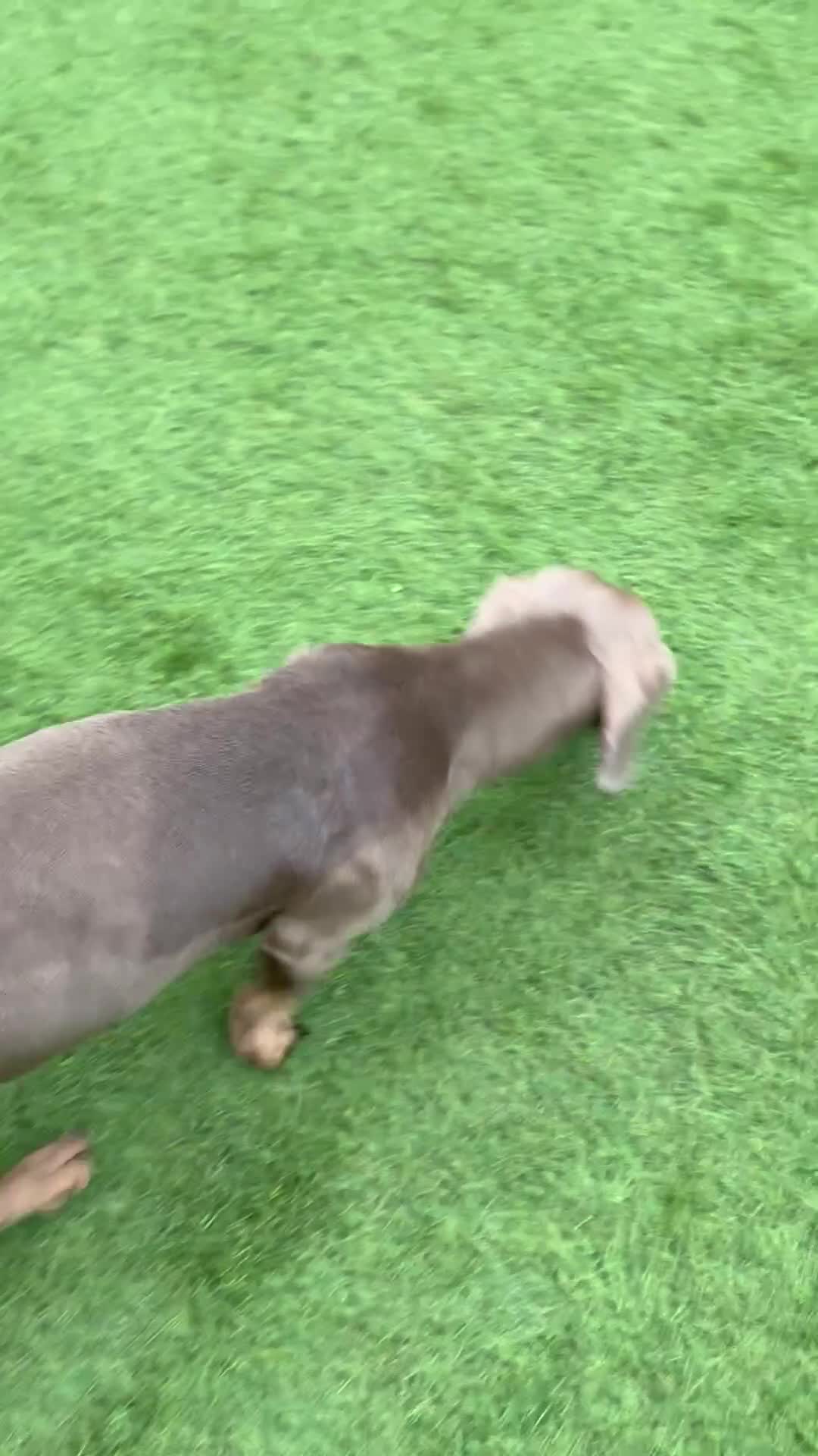 Dachshund dogs for sale: Beautiful 3 year old miniature dachshund  - Video 1