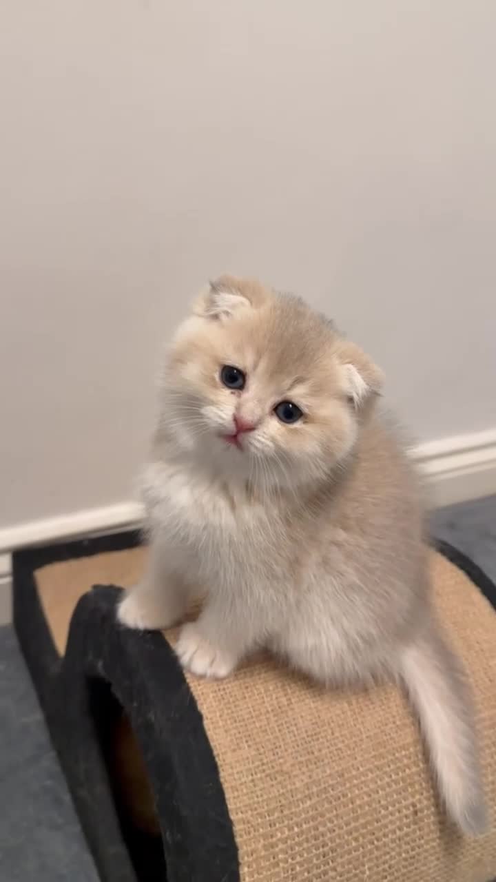 Scottish Fold cats for sale: six purebred Scottish kittens — all female,  - Video 5