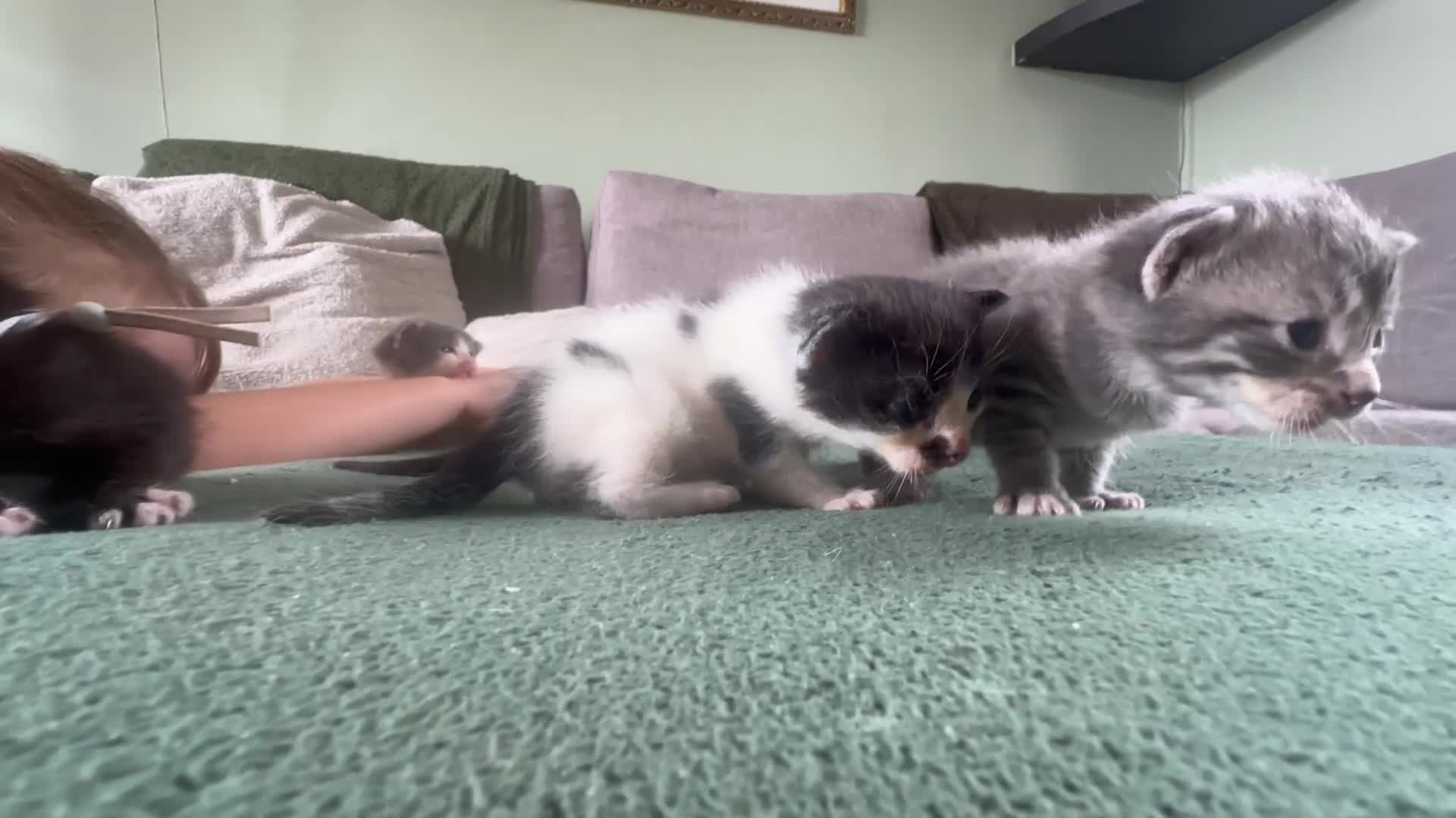 Mixed Breed cats for sale: Kittens for Sale - Video 1