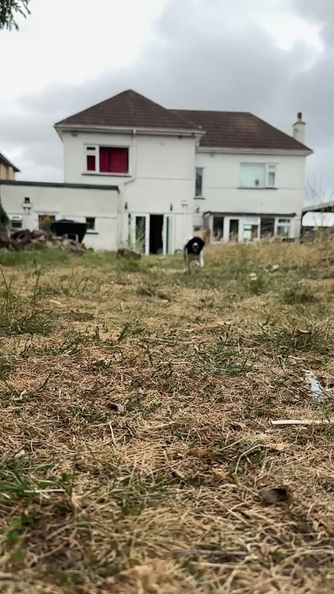 Sprocker dogs for sale: 3 Spaniel female puppies  in Mansfield - Video 1