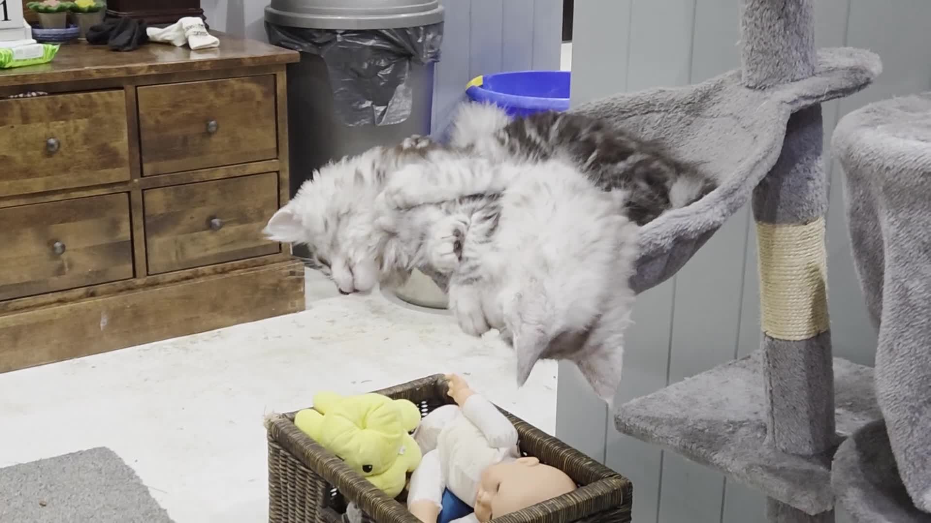 Maine Coon cats for sale: Maine coon  - Video 1
