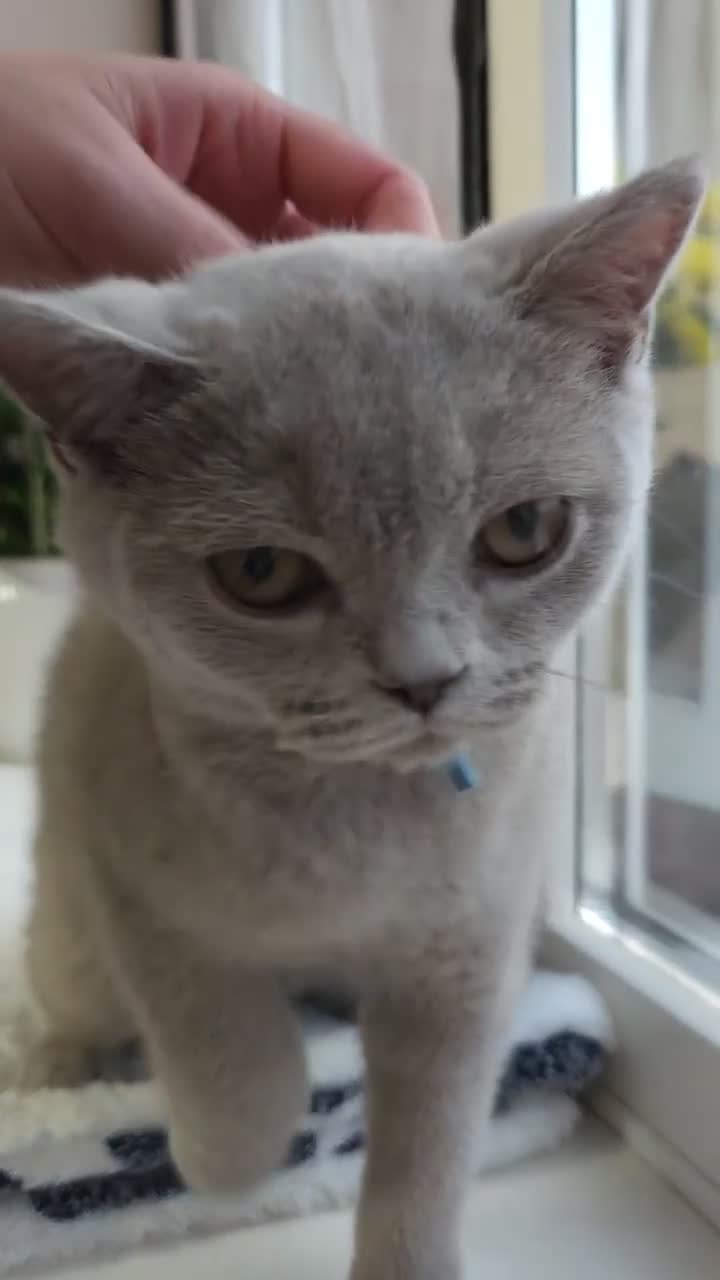 British Shorthair cats for sale: 💜 Lilac British Shorthair Kittens 💜 - Video 3