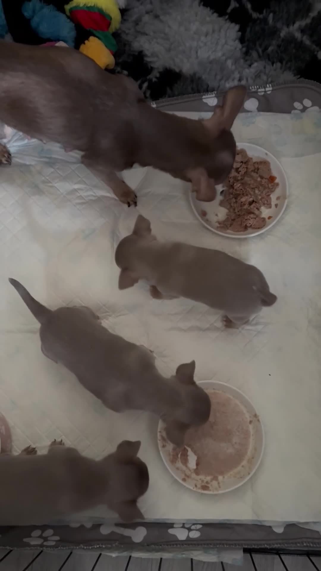 Chihuahua dogs for sale: Rare Lilac & Tan Smooth Coat Chihuahua Puppies - Video 1