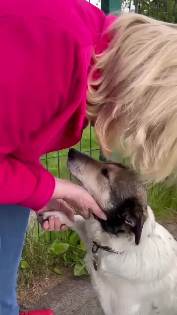 Mixed Breed dogs for adoption: MAPLE, 5yrs, 18kg,friendly,happy,confident,special in Ross-on-Wye - Video 2