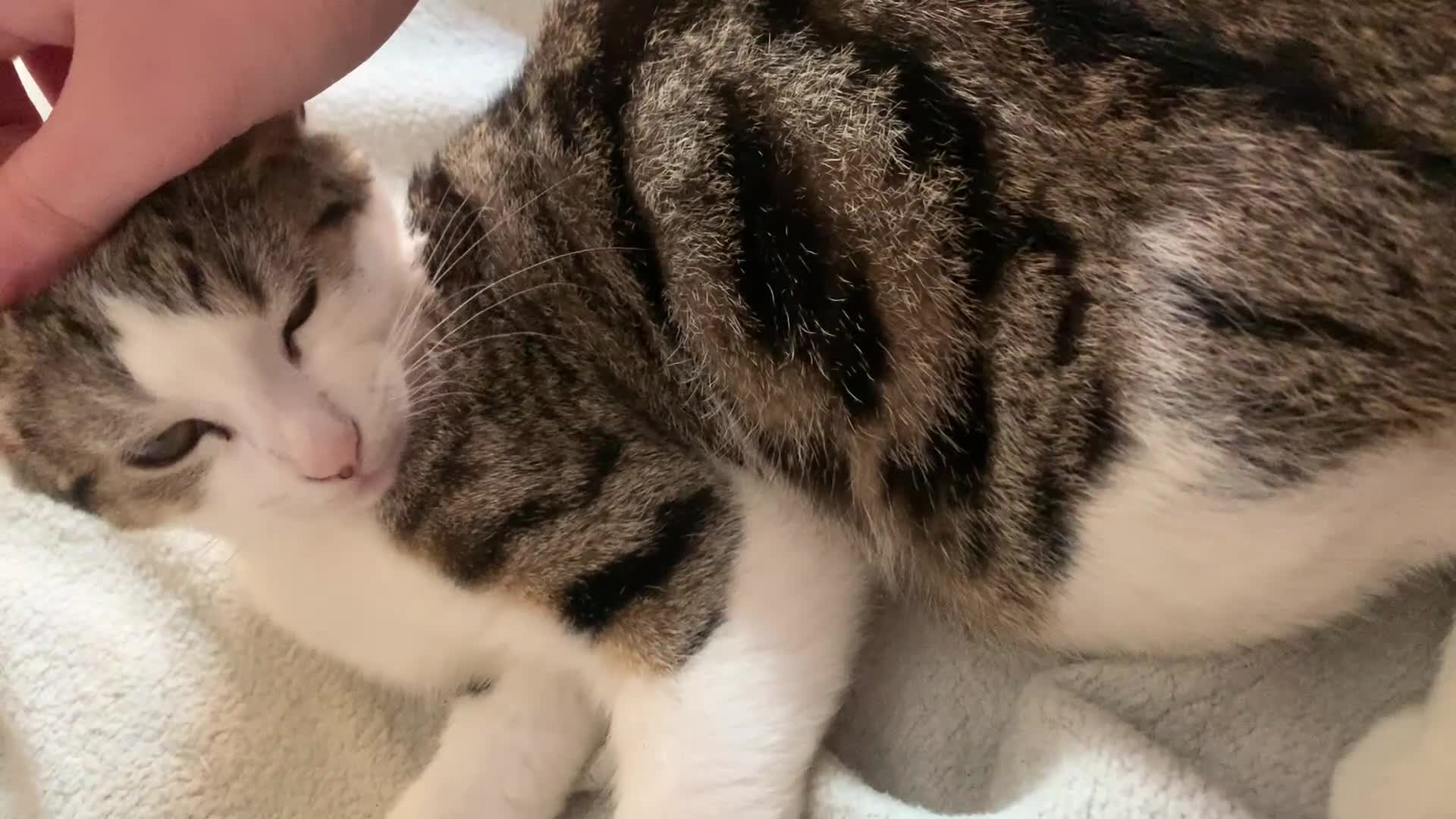 Mixed Breed cats for sale: Mixed breed kittens for sale - Video 2