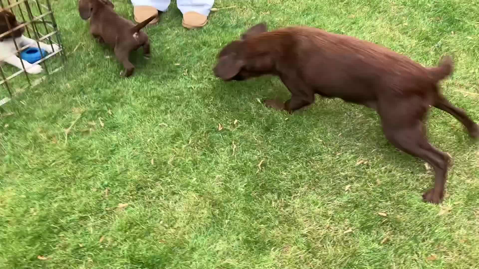 Bocker dogs for sale: 🐶 Cocker Spaniel x Beagle (Bocker) Puppy 🐶 - Video 1