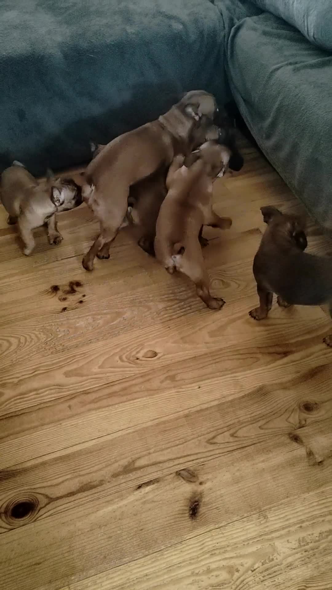 French Bulldog dogs for sale: 🌟 Beautiful French Bulldog Puppies  - Video 1