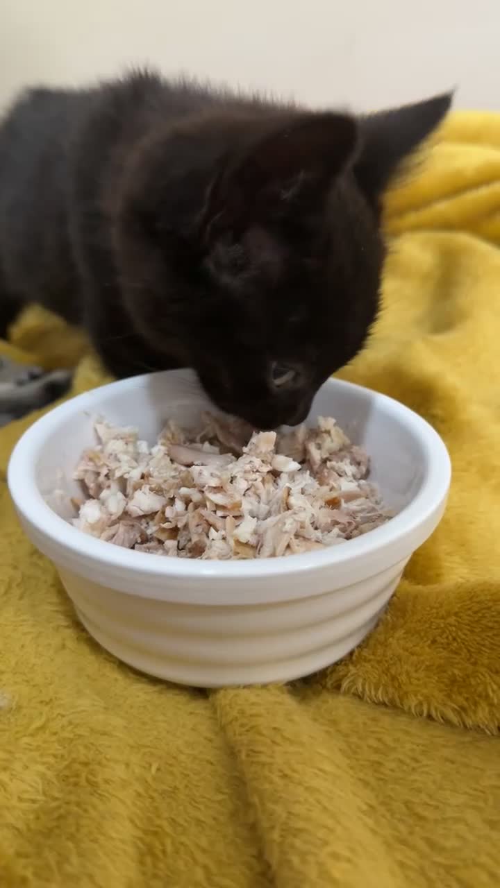 Domestic Shorthair cats for sale: 12 wk old tabby kitten in Corwen - Video 2
