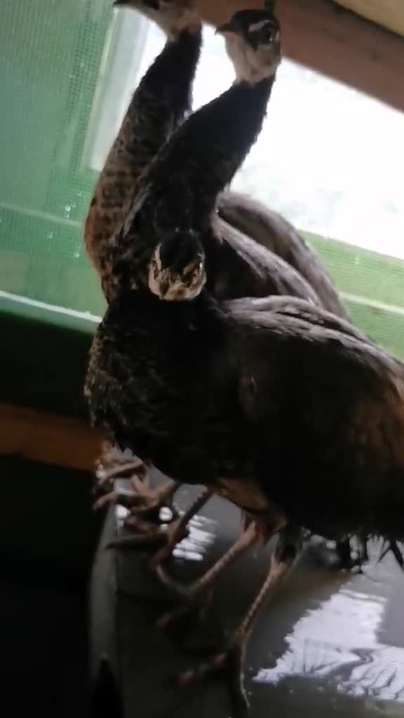 Mixed Breed birds for sale:  3 Peafowl for sale– Urgent – Harrogate - Video 1