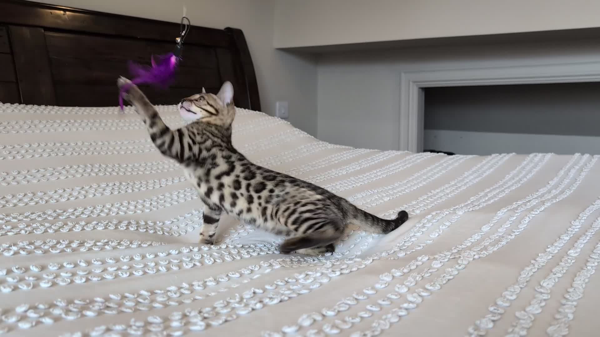 Bengal cats for sale: 🤎🖤 Gorgeous Bengal Girl 🖤🤎 - Video 1