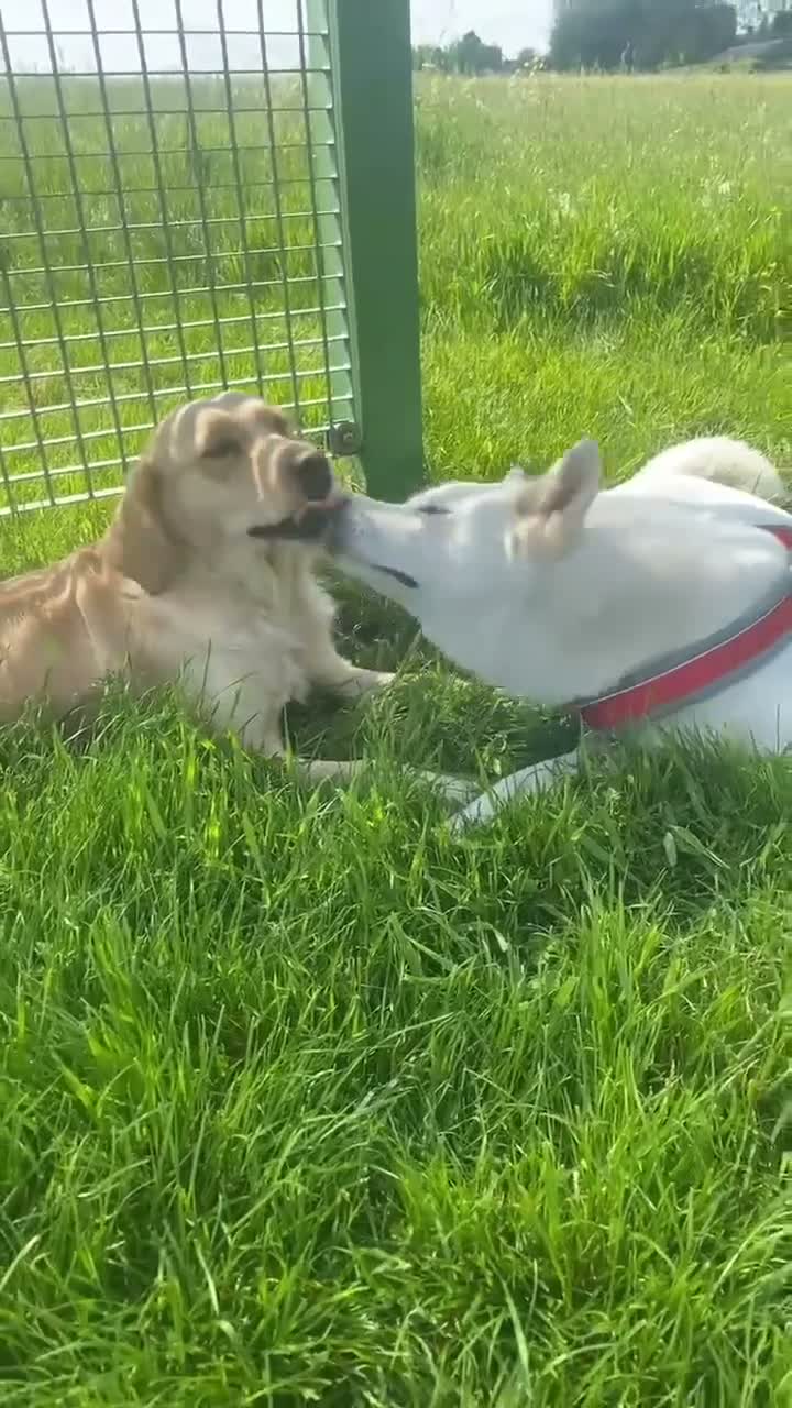 Akita dogs for sale: Female American Akita Looking for Her Forever Home - Video 1