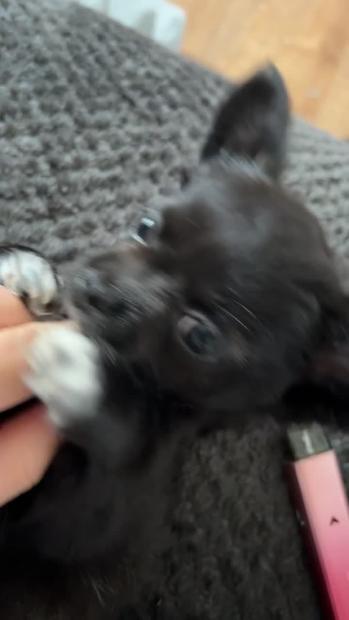 Chihuahua dogs for sale: 2 BEAUTIFUL BABIES 💗💙 - Video 2