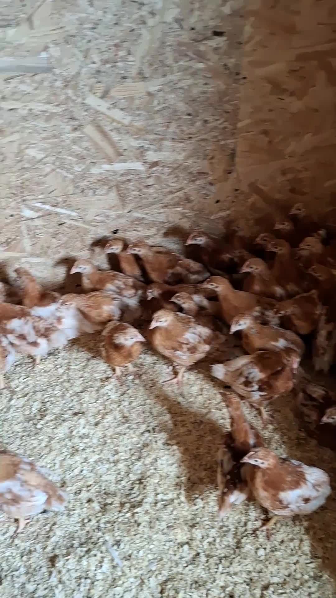 Chickens poultry for sale: ISA Bovan Browns - Video 1