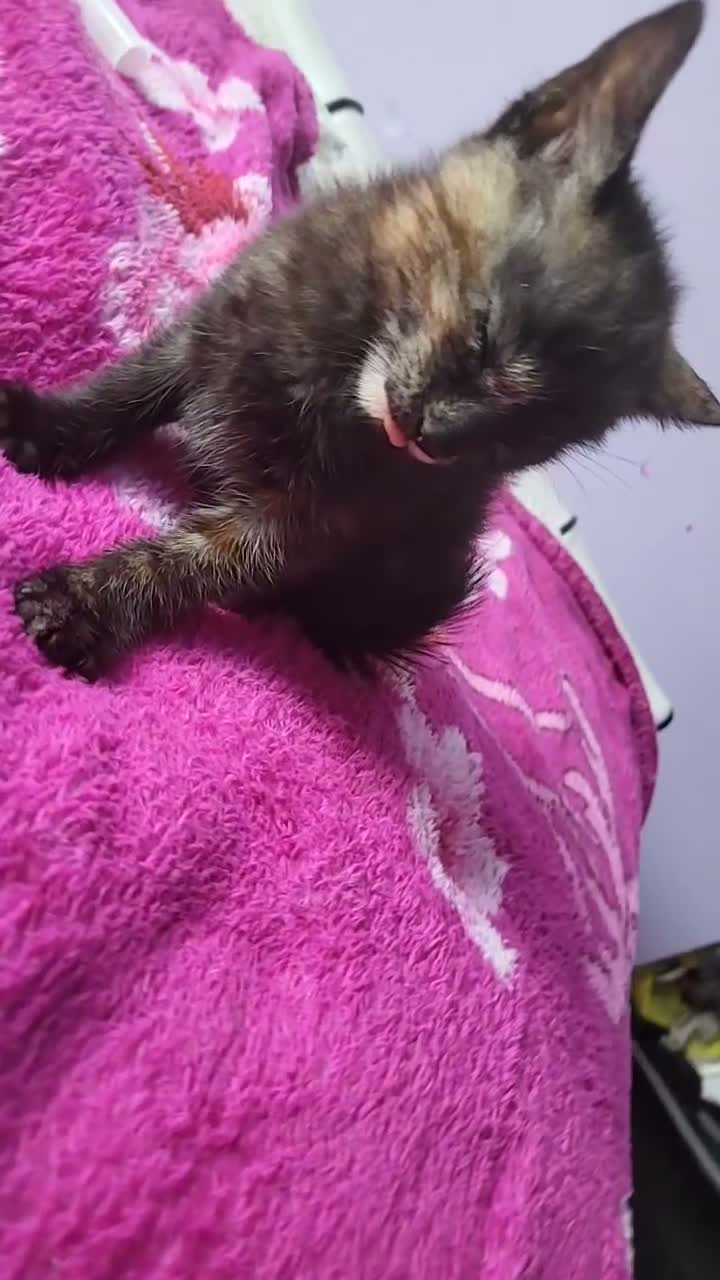 British Shorthair cats for sale: 1 beautiful black girl kitten  - Video 2