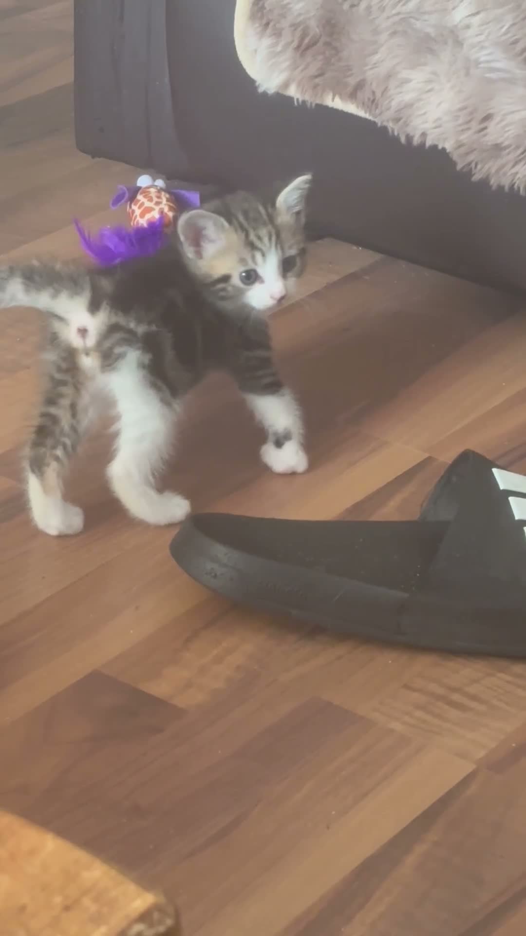 Mixed Breed cats for sale: Beautiful fluffy furballs  - Video 2
