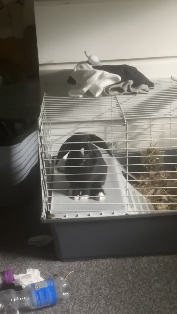 English rabbits for sale: Male rabbit needing a home - Video 1