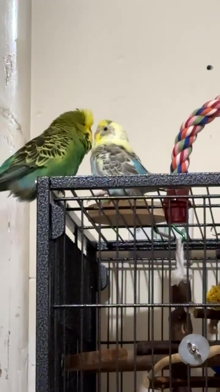 Budgerigars birds for sale: 2 bonded budgies, flight cage and toys  in Salisbury - Video 2