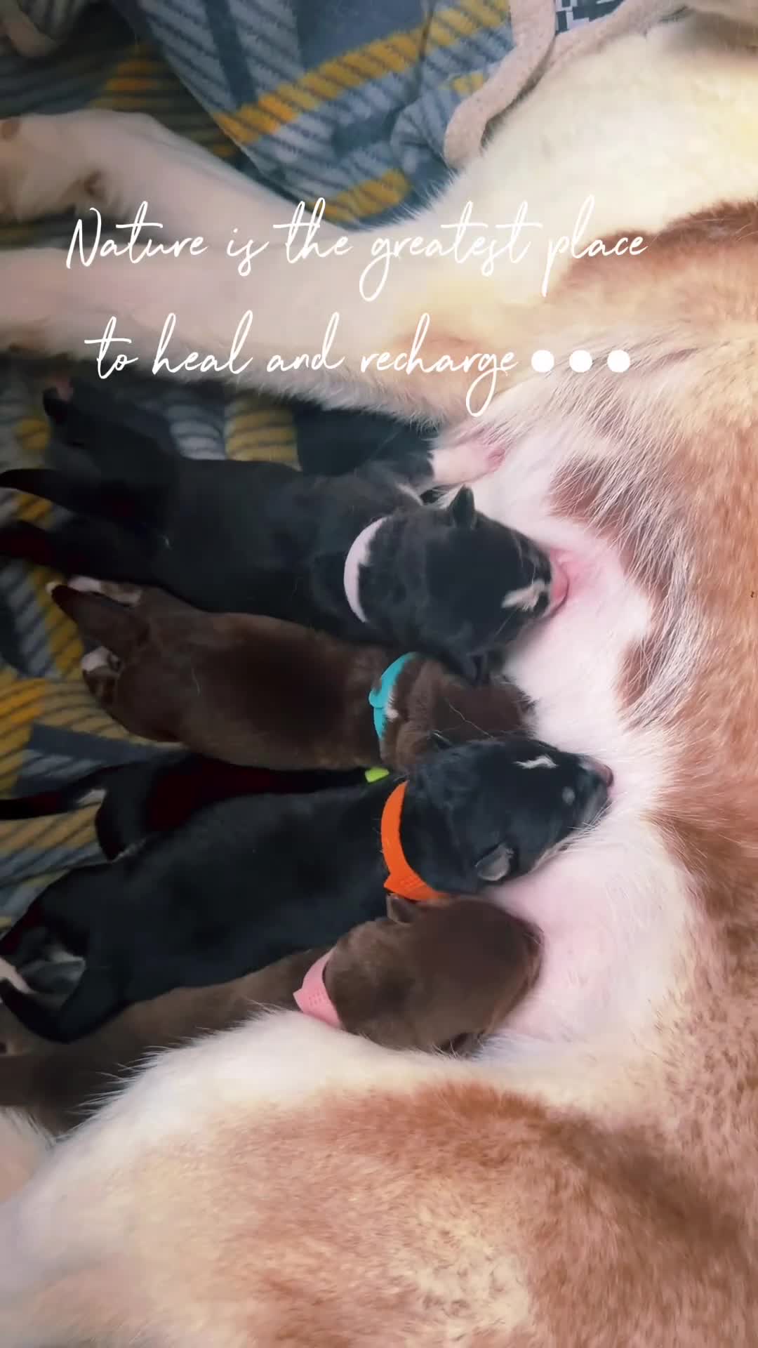 Mixed Breed dogs for sale: Puppy’s for finding there forever home  in Stockton-on-Tees - Video 1