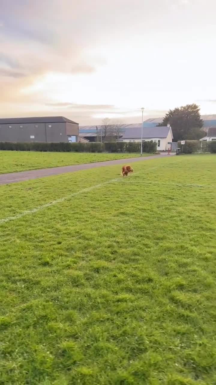 Cocker Spaniel dogs for stud: Golden show cocker spaniel for stud  - Video 1