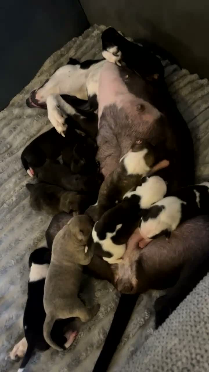 Mixed Breed dogs for sale: Shar Pei x Saluki Staff in Washington - Video 1