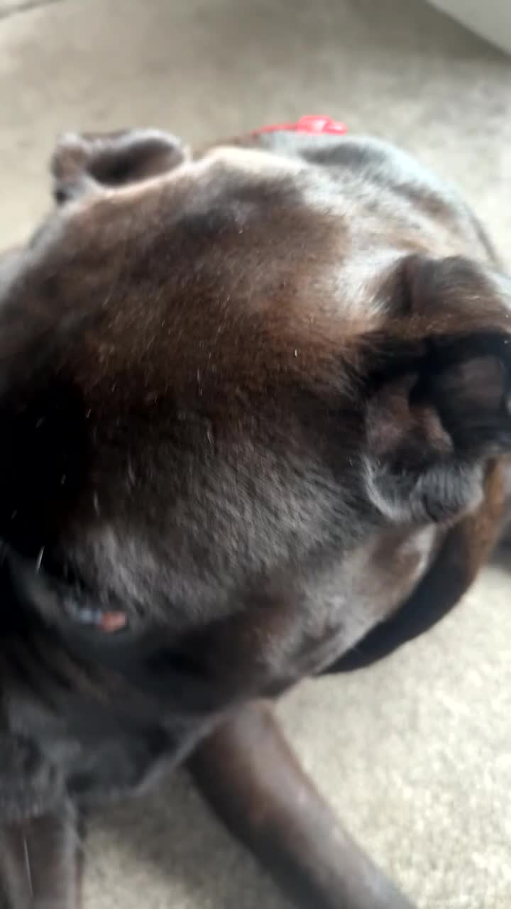 Cane Corso dogs for sale: Beautiful cane corso protection trained - Video 2