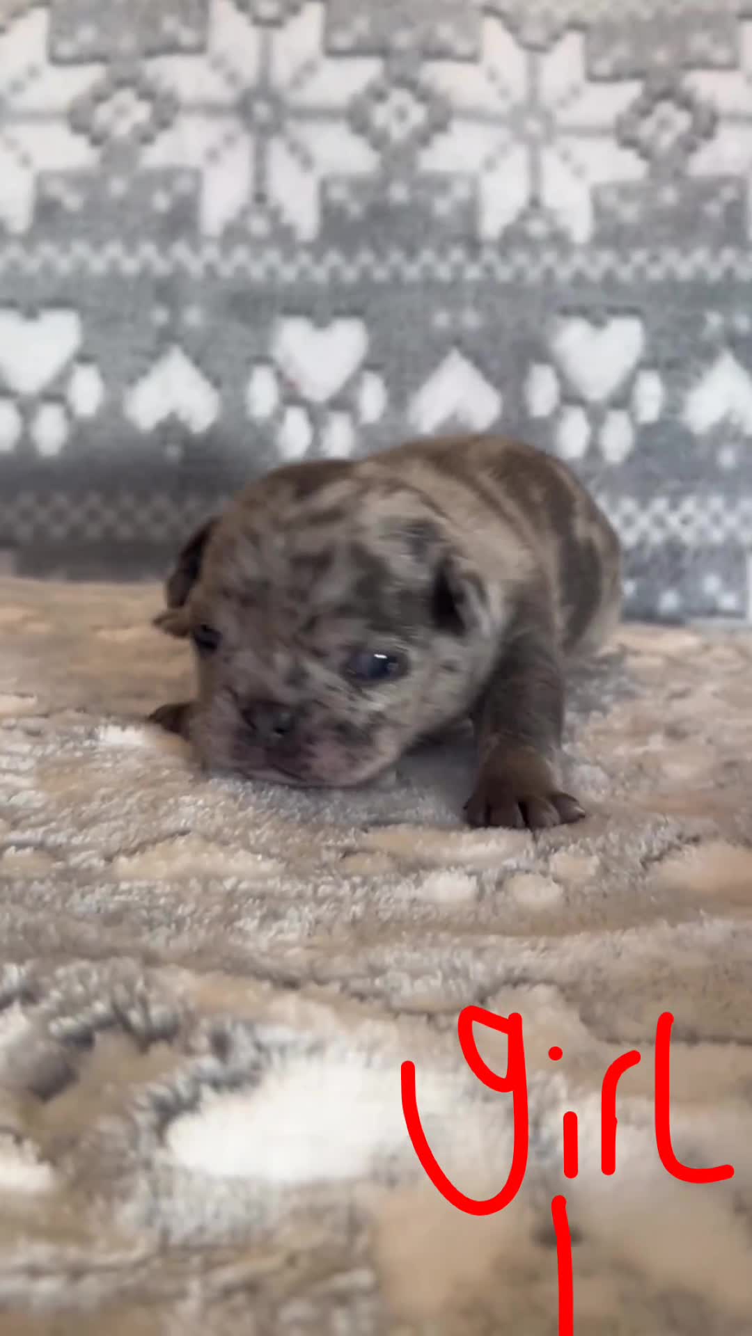 French Bulldog dogs for sale: gorgeous frenchie pups available 🥰 - Video 1