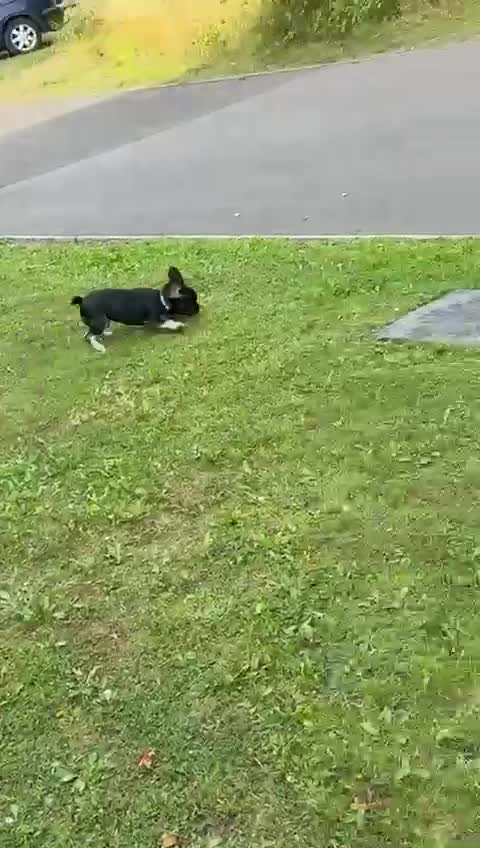 French Bulldog dogs for sale: Last boy for sell needs his forever home  - Video 1