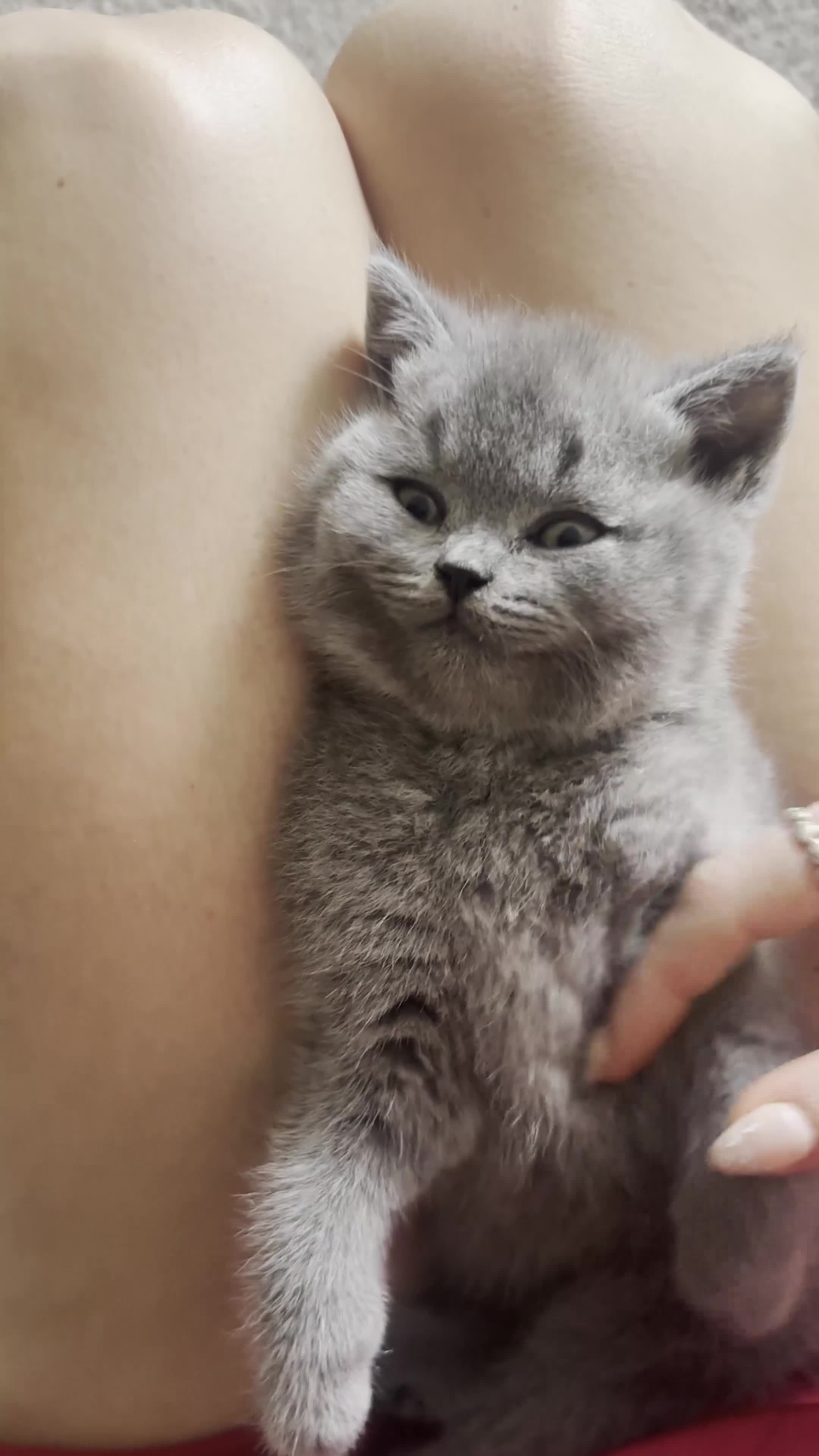 British Shorthair cats for sale: READY TO GO STUNNING BRITISH SHORT HAIRS GCCF  in London - Video 1