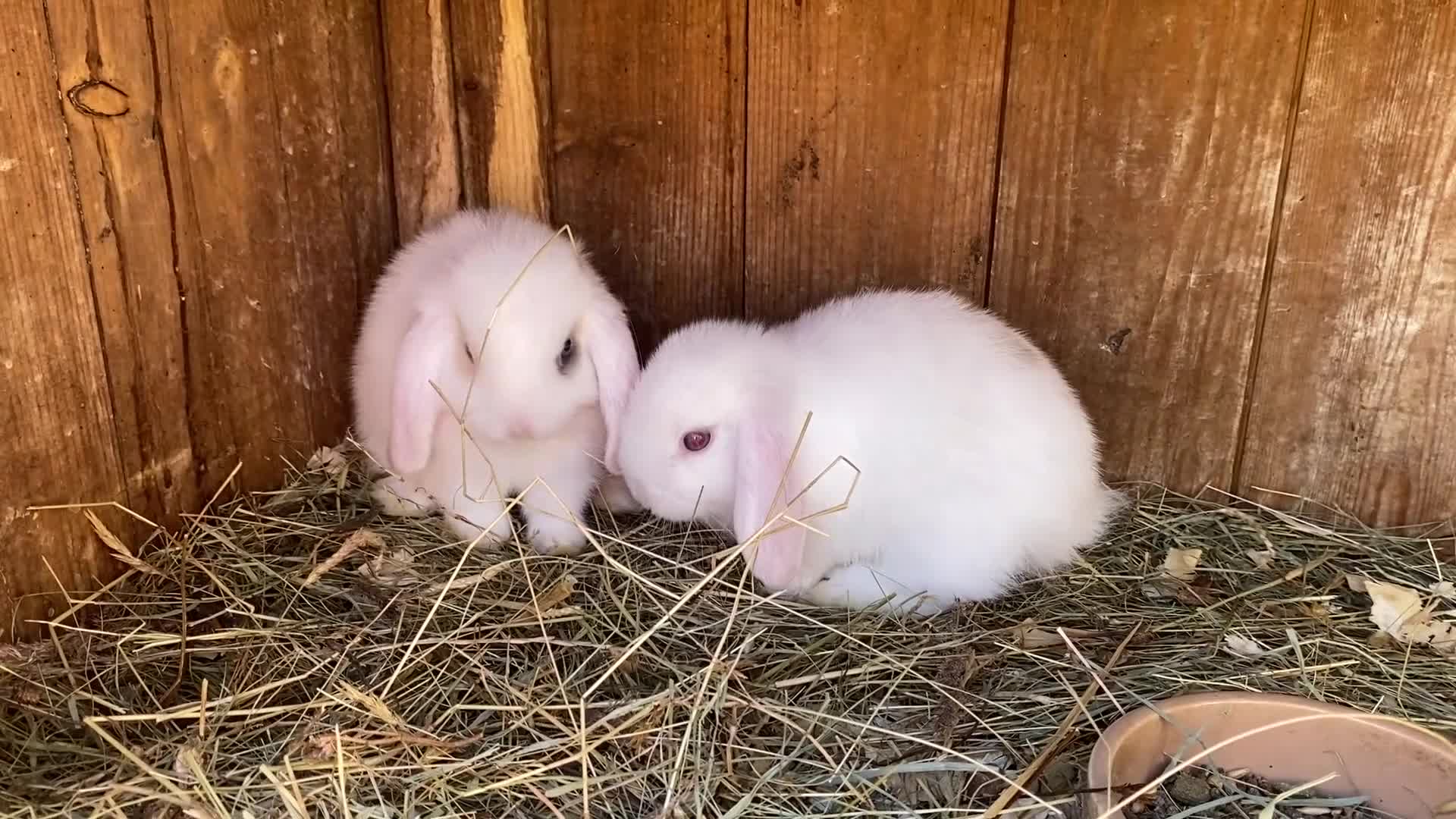 Mini Lop rabbits for sale: Mini lops ready to reserve  - Video 3