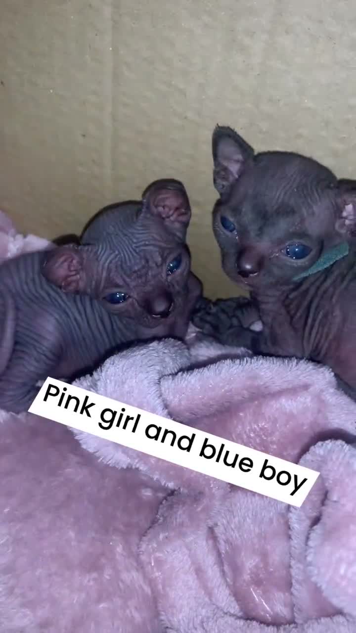 Sphynx cats for sale: Beautiful sphynx kittens  in Blackburn - Video 5