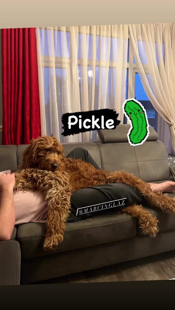 Goldendoodle dogs for stud: Gorgeous F1 Goldendoodle for Stud in Derby - Video 2