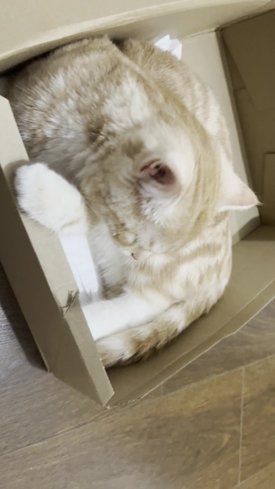 Mixed Breed cats for sale: Indoor, Half Persian Cat – Ideal for a Quiet Home - Video 3