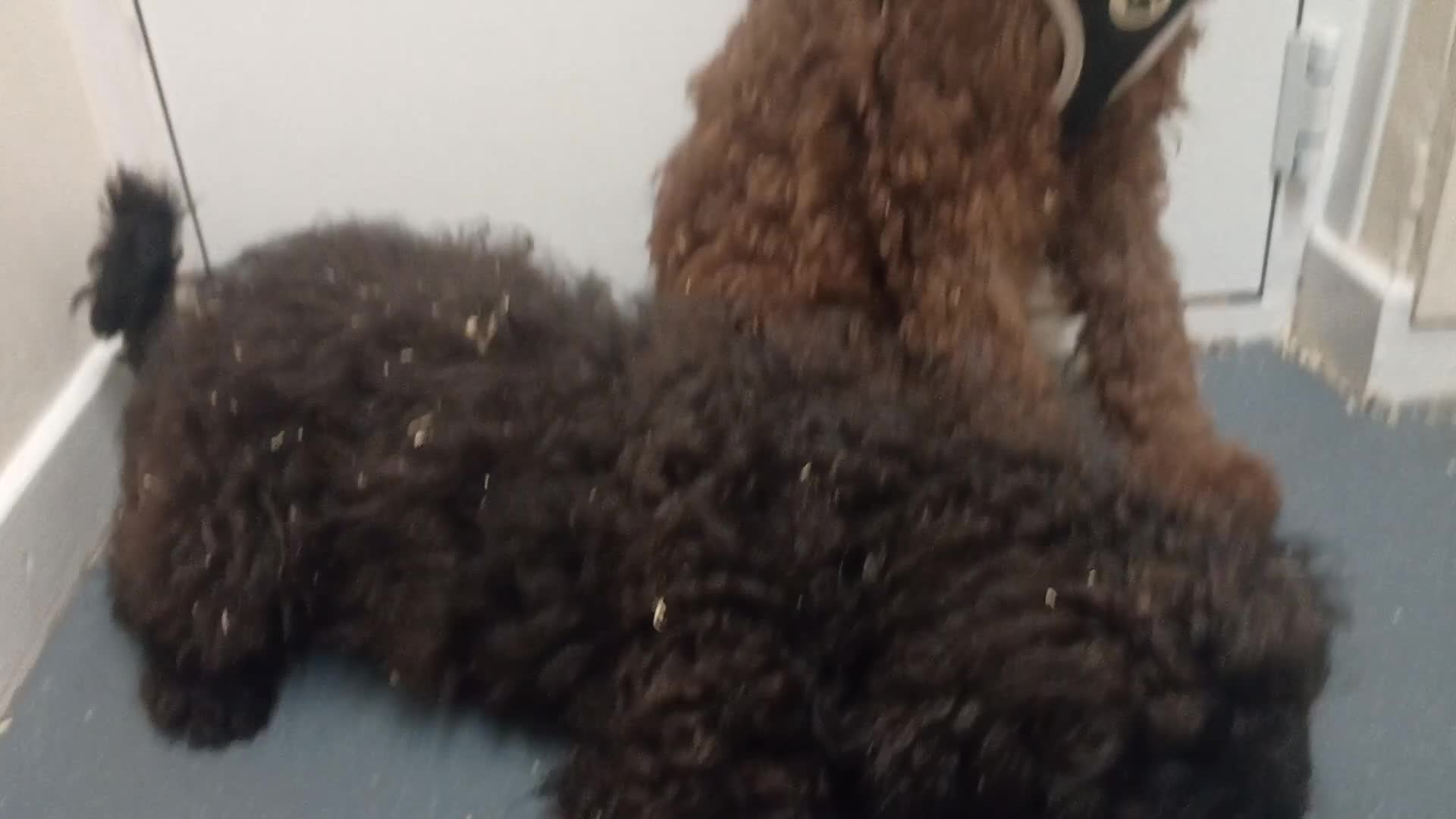 Goldendoodle dogs for sale: 2 Beautiful Goldendoodle pups remaining  - Video 1