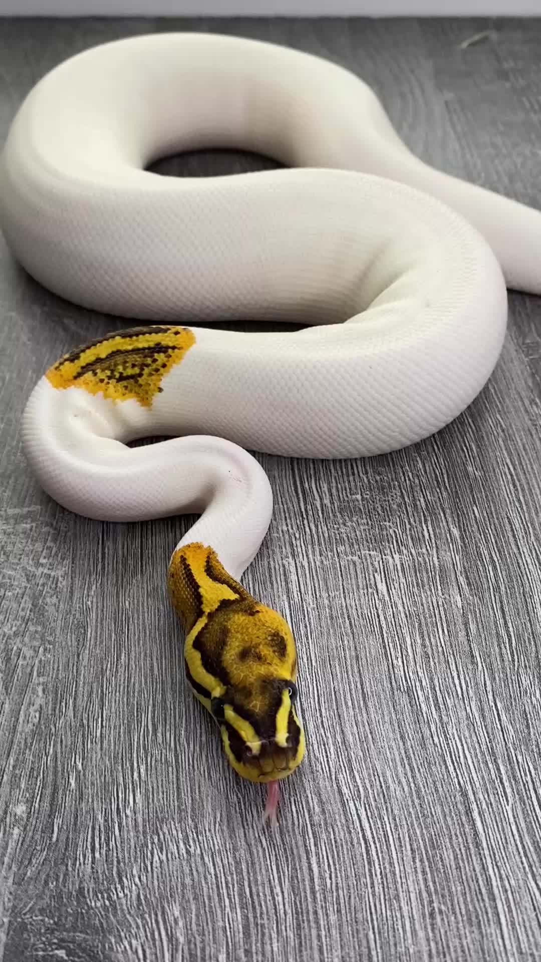 Python Snake reptiles for sale: Female Combo Pied Ball Pythons - Ready Now  - Video 2