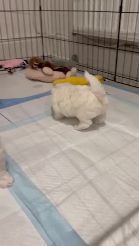Maltese dogs for sale: Maltese Puppies 2 AVAILABLE  - Video 1