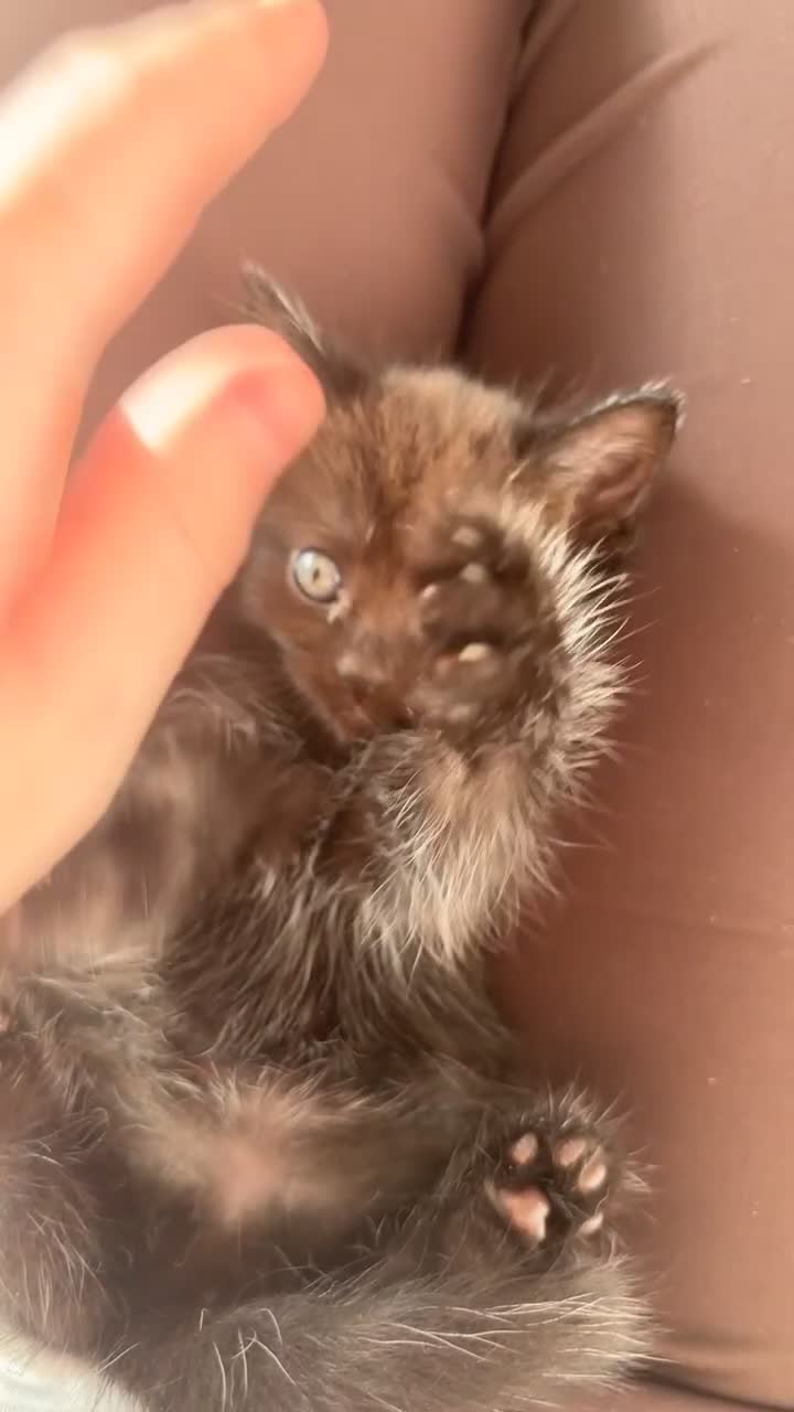 British Longhair cats for sale: British longhair cross ragdoll kittens for sale! - Video 1