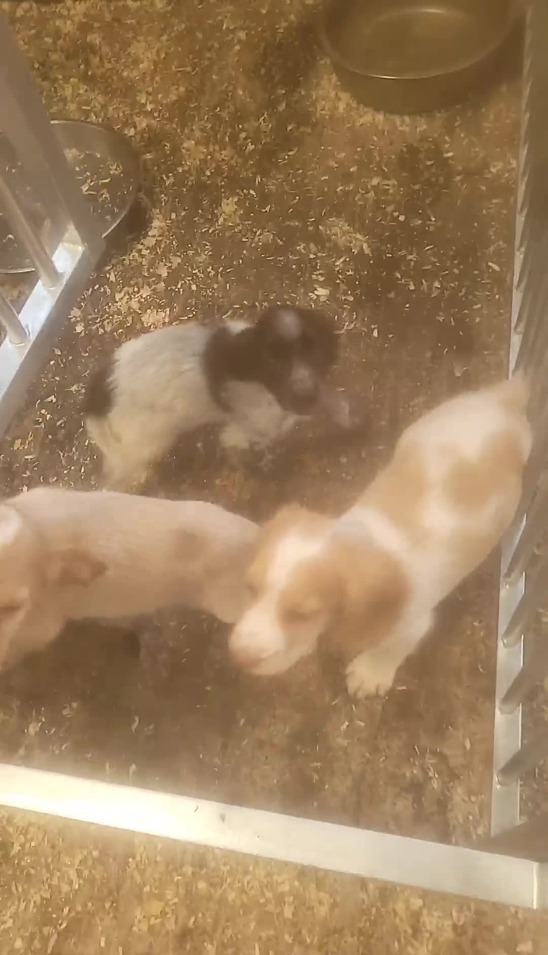 Cocker Spaniel dogs for sale: Kc reg cocker spaniel puppies - Video 1