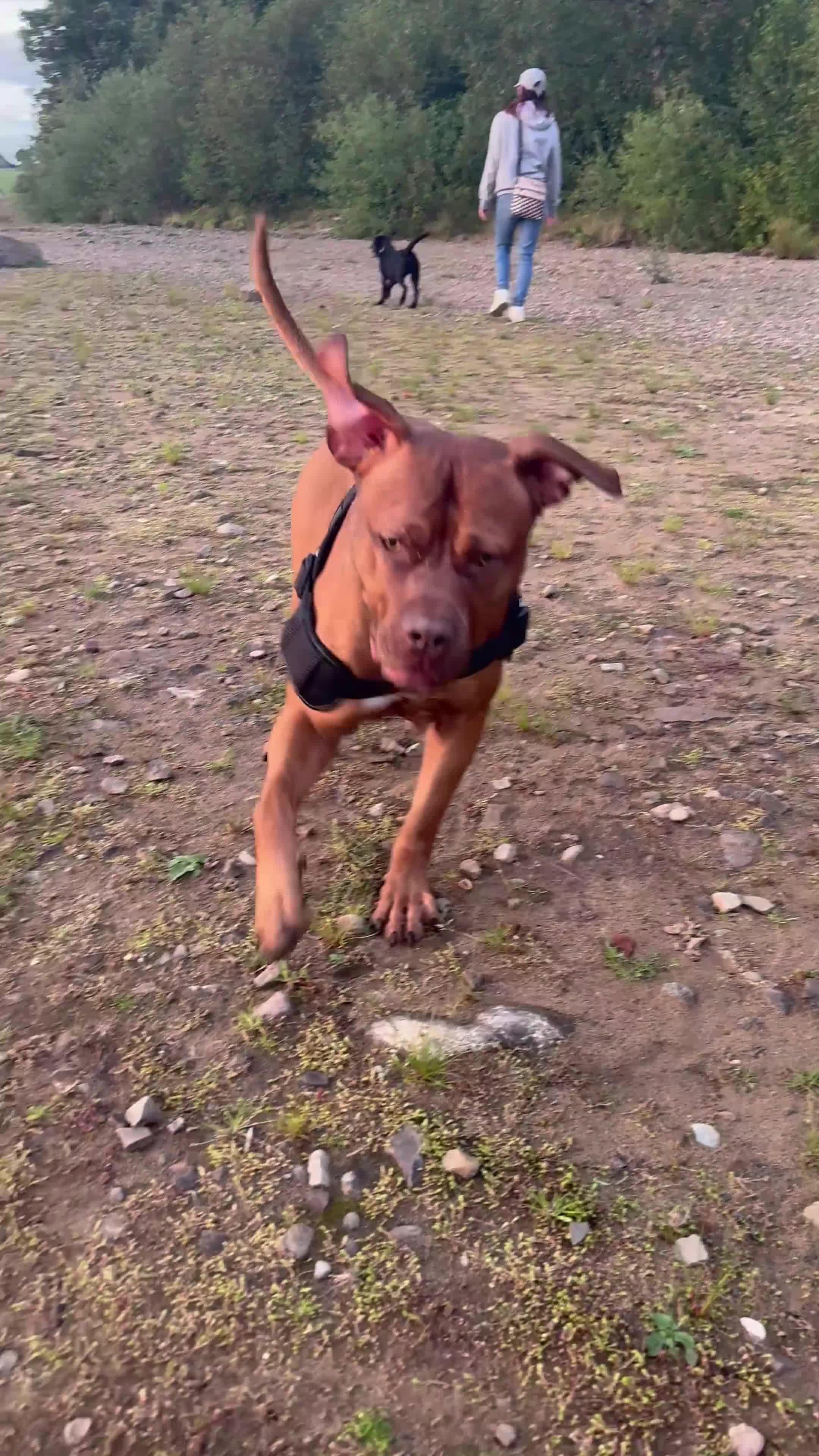 Mixed Breed dogs for sale: Reggie - Video 1