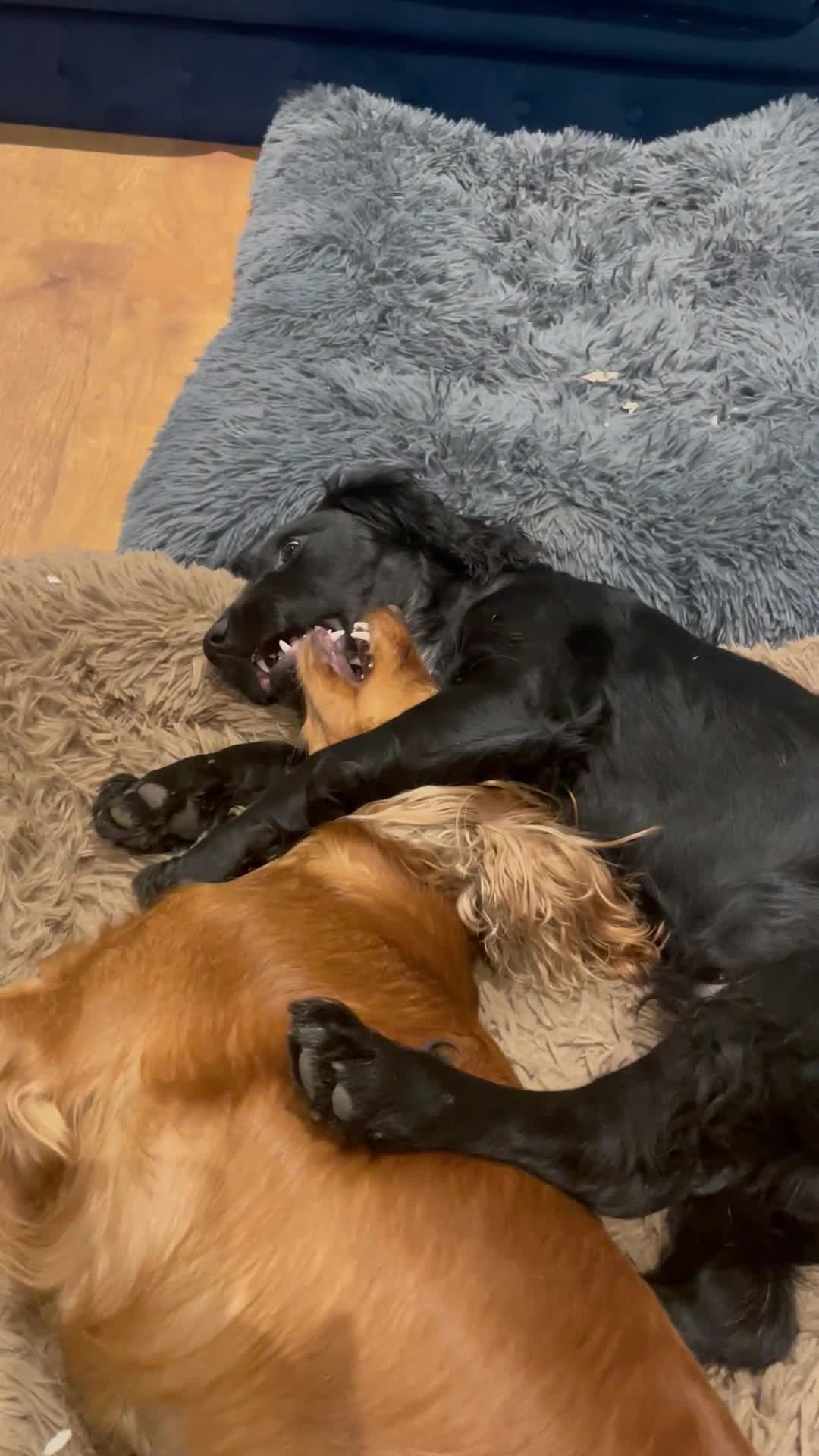 Sprocker dogs for stud: Gorgeous sprocker for stud (free)  - Video 1