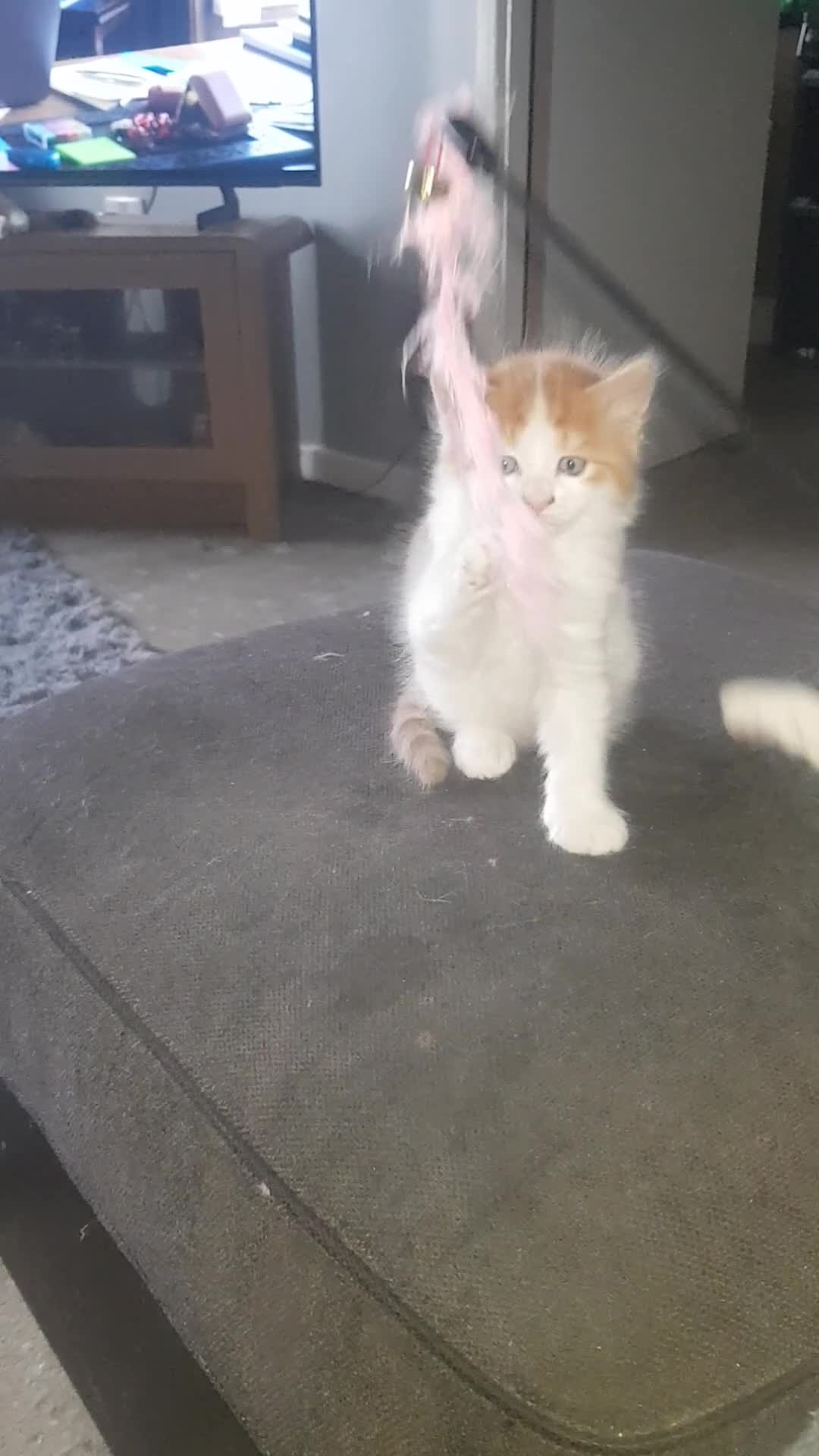 British Shorthair cats for sale: Kittens  - Video 1