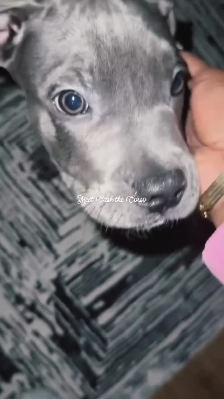 Mixed Breed dogs for sale: 4 Month Cane Corso  - Video 3