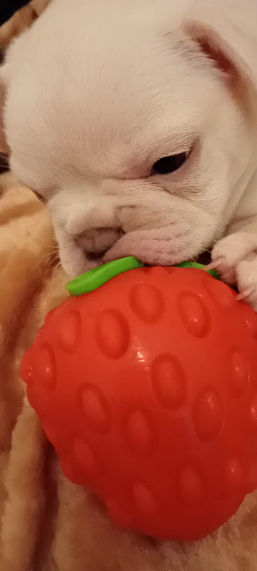 French Bulldog dogs for sale: pedigree French Bulldog pups - Video 3